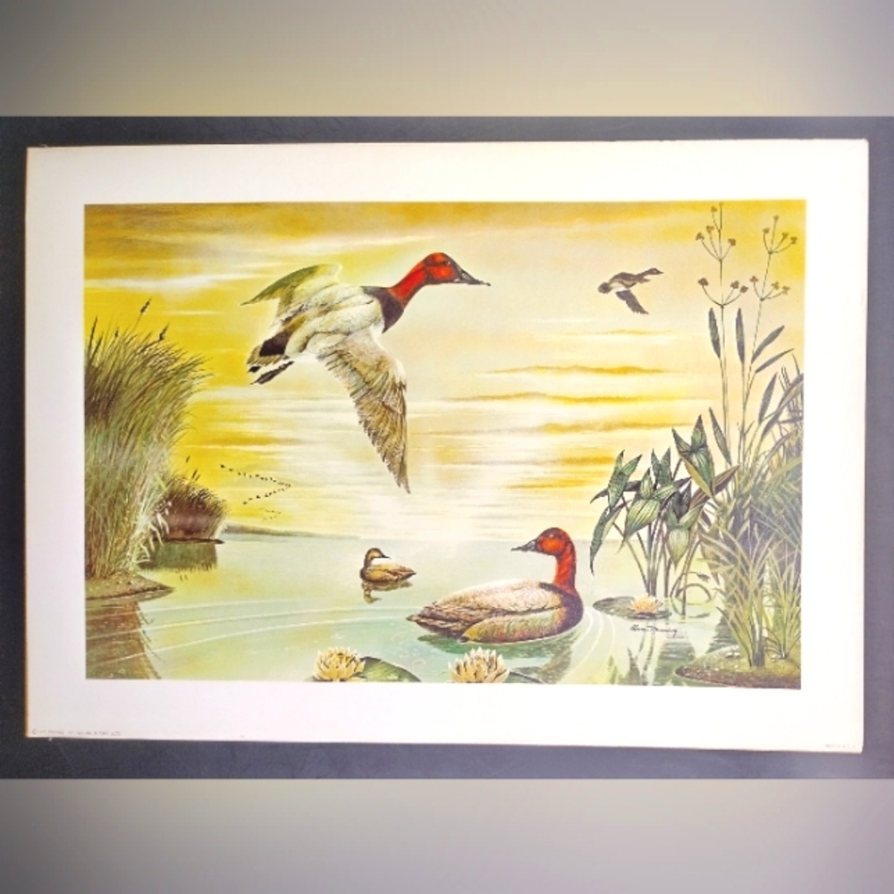 Vintage 1971 Ruane Manning Litho Art Print unframed Ducks Water Fowl Geese